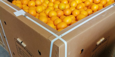 Orange Valencia Maroc Late erhältlich aus Marokko, zum Verzehr