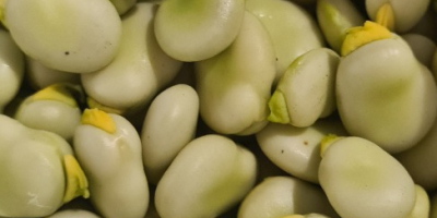 Freshly torn broad beans for sale.