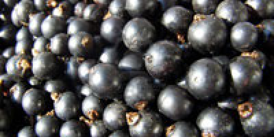 I will sell blackcurrant fruits. Whole truck quantities. The