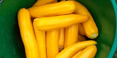 Yellow zucchini, commercial caliber up to 4 cm 1.5