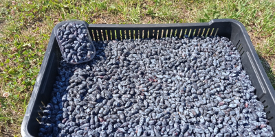 Hello. I have about 1.5t of haskap berries for