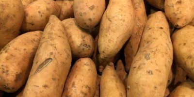 Le patate fresche sono disponibili in Nigeria e possono