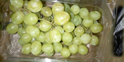 Fresh Grapes superior, scarlet, red ball - Packaging: 4.5