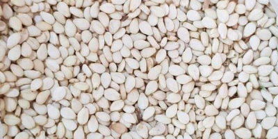 Sudanese white sesame seeds, first sorting