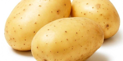 Product ...............Fresh Sweet Cheap Potato Varitey.........................Holland potato Size..............................50-100g ,