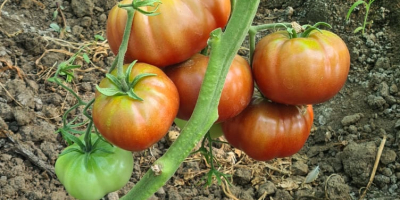 Tomatoes produced in my own solarium, without chemical fertilizers,