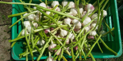 I will sell Polish garlic - varieties: Harnaś and