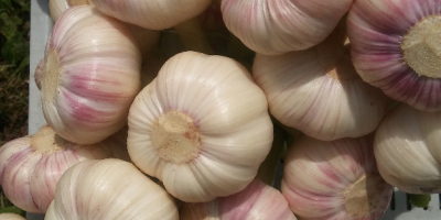 I will sell Polish garlic - varieties: Harnaś and