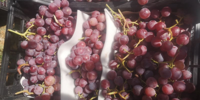 Grapes from Macedonia will be available from early August,
