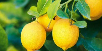 Hi I am marketing high quality citrus lemons.