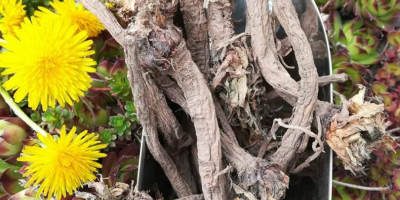 Papadie de vânzare o rădăcină de păpădie pentru cultivarea