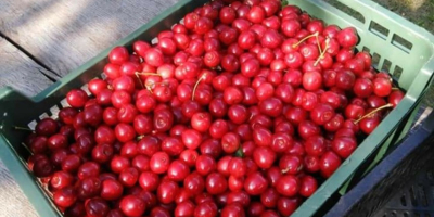 I will sell freshly picked cherries to order in