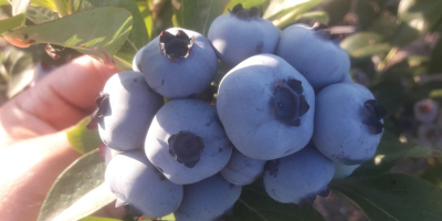 American blueberry for sale. 2ha plantation. Harvesting under the