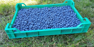 For retail and wholesale sales, I offer blueberry fruit