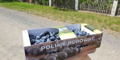 For retail and wholesale sales, I offer blueberry fruit