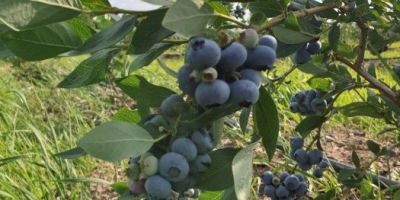 For retail and wholesale sales, I offer blueberry fruit
