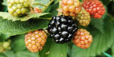 Blackberries for sale - Onești locality, Bacău county (starting