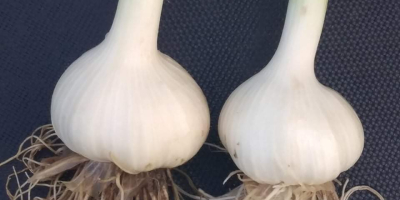 I will sell harnaś garlic, if you are interested,