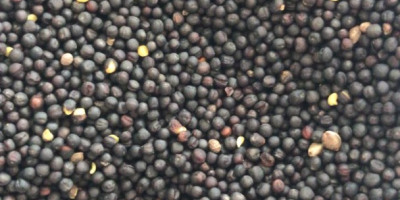 Comerț cu ridicata Semințe de rapiță organice nemodificate genetic