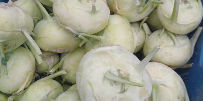 Kohlrabi for sale. Large quantities, caliber as needed. Negotiated
