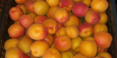 We sell apricots in bulk, we are a contact