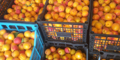 We sell apricots in bulk, we are a contact