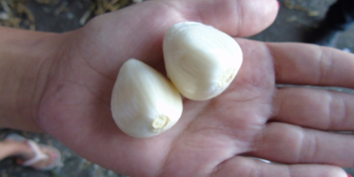 I will sell Garlic &quot;Lubasza&quot; This is a fairly