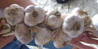 I will sell Garlic &quot;Lubasza&quot; This is a fairly