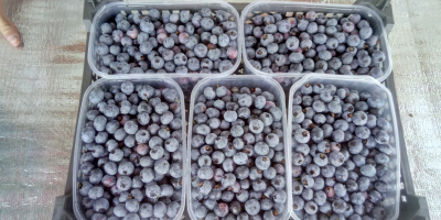 I will sell blueberry about 1000 kg on Saturday.