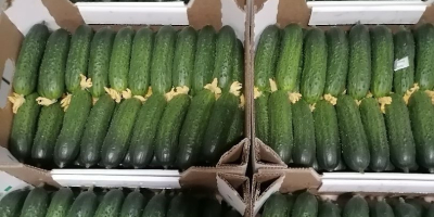 I am selling greenhouse cucumbers from Belarus, smooth and