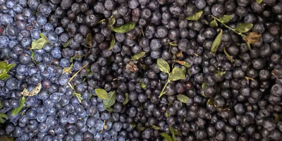 I will sell black, forest blueberries from Belarus, frozen,