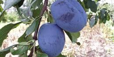 I will sell plums of Cacańska Lepotica and Węgierka