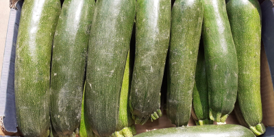 Zucchini, variety Cora F1. Caliber 250-500g nice, commercial goods.