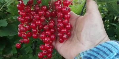 Red currant is torn by hand every day.