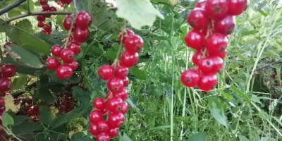 Red currant is torn by hand every day.