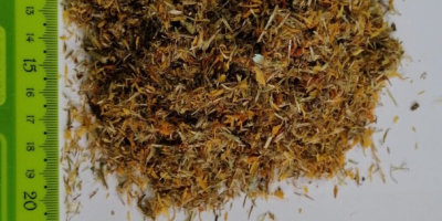 Hello, I am selling a herb or flower Arnica