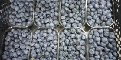 I will buy blueberries packed 250g, about 5 tons