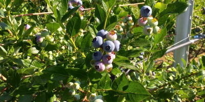 I run a small, backyard cultivation (600 bushes). The