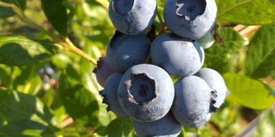 I run a small, backyard cultivation (600 bushes). The