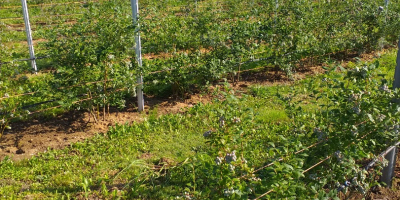 I run a small, backyard cultivation (600 bushes). The