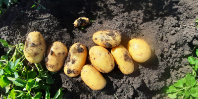Carera potatoes of the highest quality. Large quantities.