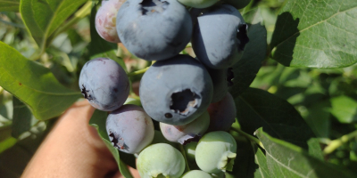 for sale organic blueberries