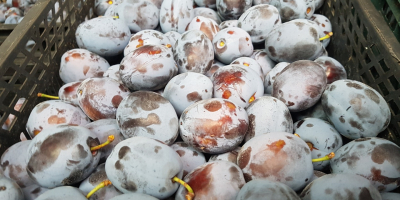 I will sell lepotica plum, mature, 1t per day,