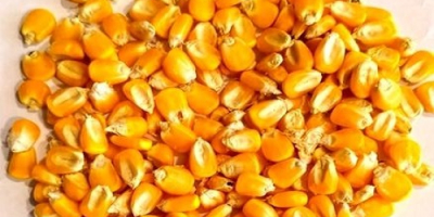 Best Quality yellow Dried Corn at Best Price Grade’1’