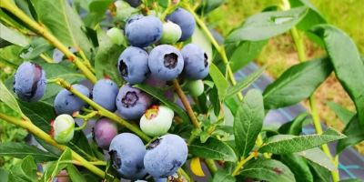 I sell cultivated blueberries.