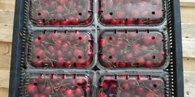 Good day! We sell wholesale high-quality cherries from Uzbekistan.