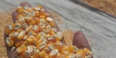 Getrockneter gelber Mais Heißer Verkauf und hochwertiger, gentechnikfreier weißer