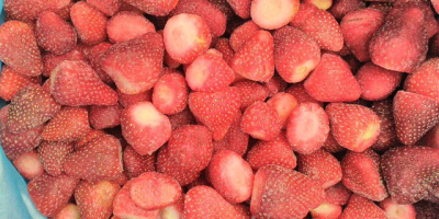 Erdbeere aus Ägypten, Festivalsorte, Gefroren, unkalibriert, 15-25 (20%) 25+