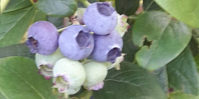 I will sell a beautiful blueberry, I collect about