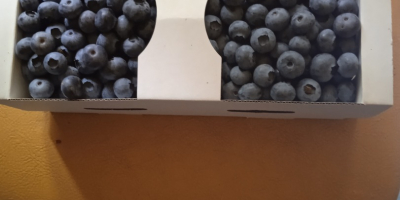 I will sell blueberries, price to be agreed